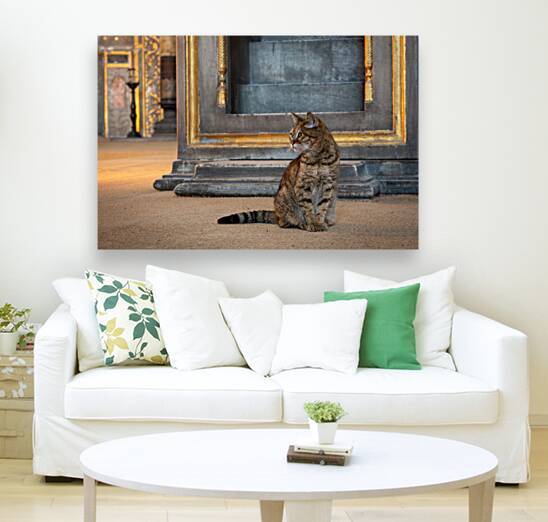 Cat At The Hagia Sophia In Istanbul by Adel B Korkor