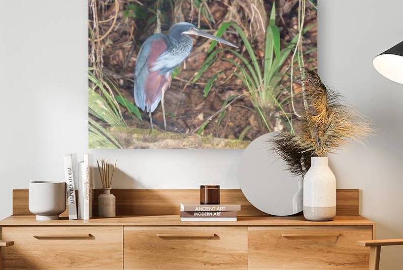 Agami Heron by Adel B Korkor