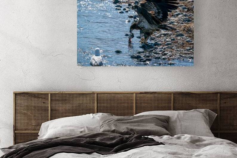 Juvenile Bald Eagle by Adel B Korkor