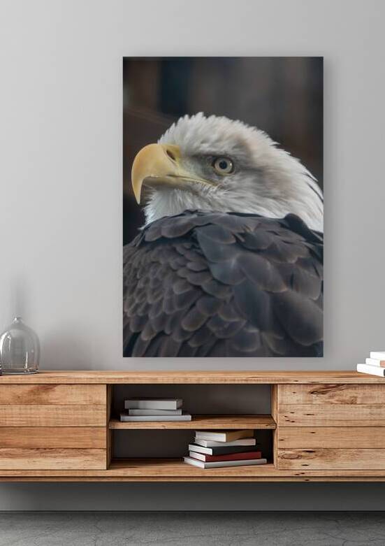 Bald Eagle by Adel B Korkor