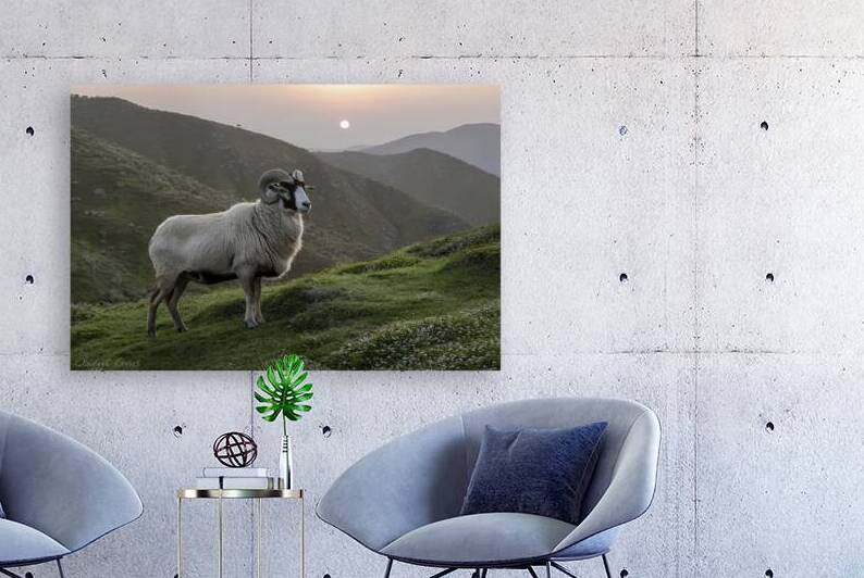 Barbary sheep or Mouflon single animal standing o by Dan Avian