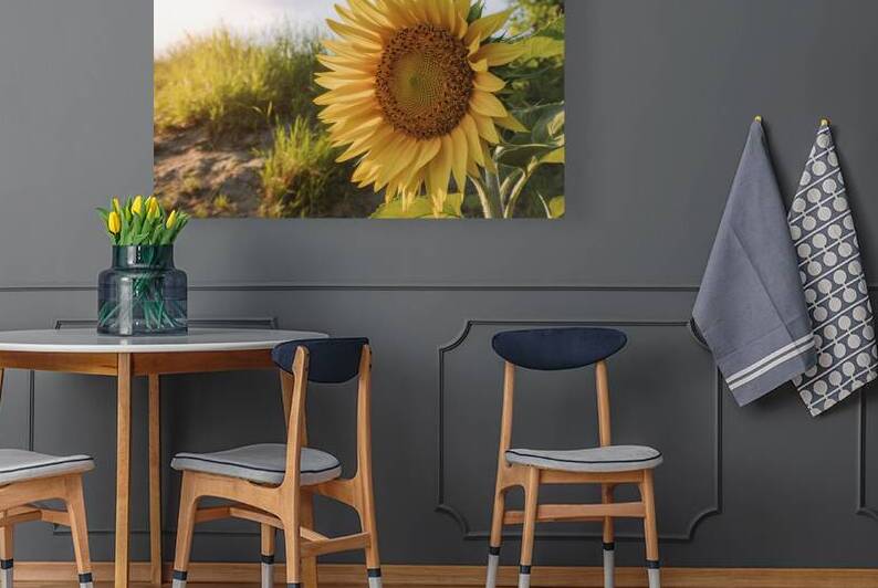 A stunning close up of a sunflower in full bloom by Dan Avian