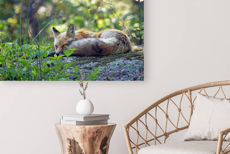 Nap Time For Red Fox by Deb Oppermann