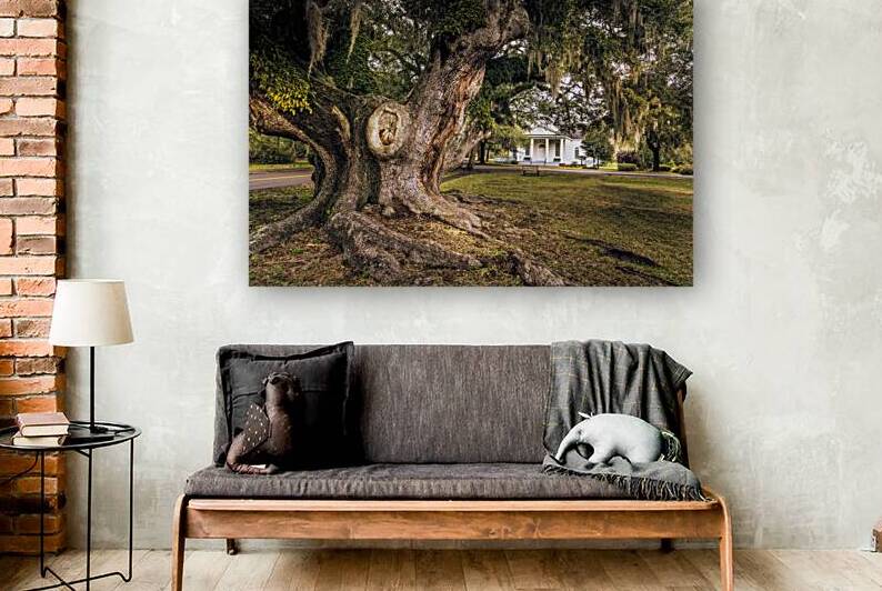 McClellanville Deerhead Live Oak Tree by Norma Brandsberg Photography