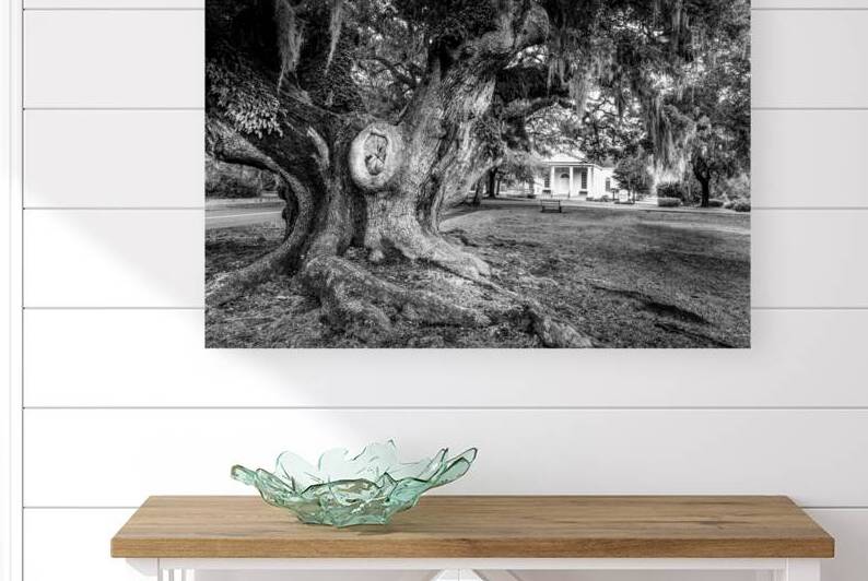 McClellanville Historic Live Oak Tree by Norma Brandsberg Photography