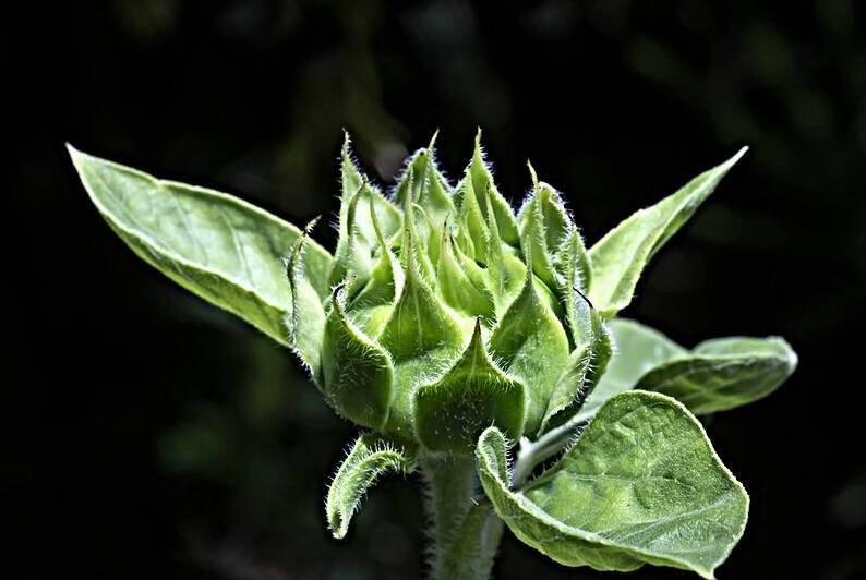 Sunflowers  Helianthus Abstracts X2 2 by Rich Franco