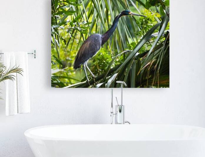 Hilton Head Tri-Colored Heron Silhouette by Norma Brandsberg Photography