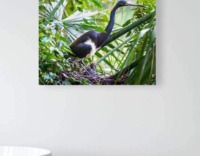 Tri-colored Heron Nesting by Norma Brandsberg Photography