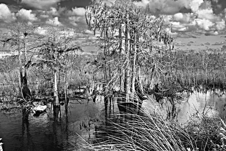 Big Cypress Natural Preserve view from Tamiami Trail. Black and White landscape by Santiago Mazzola