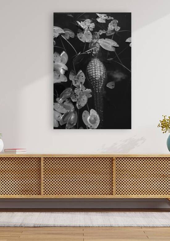 Alligator in Anhinga Trail Everglades National Park. Black and White Landscape by Santiago Mazzola