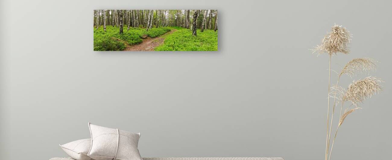 White Birches Green Forest - Blueberry Hill by KarelStellnerPhoto