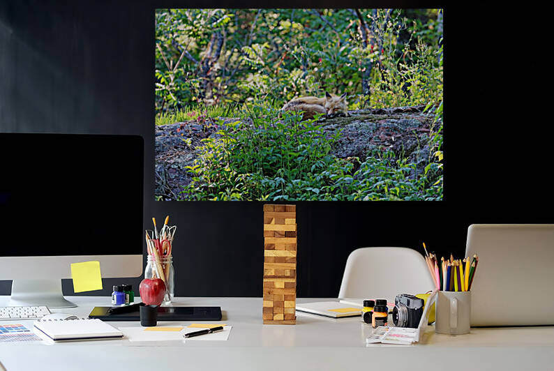 Nap Time For Red Fox II by Deb Oppermann