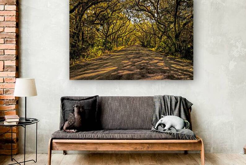 Botany Bay Tree Canopy by Norma Brandsberg Photography