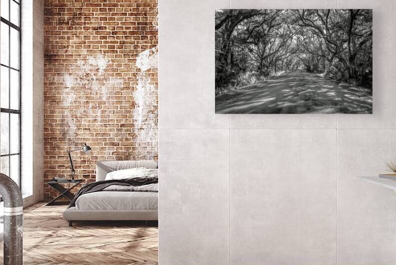 Botany Bay Tree Canopy in Black and White by Norma Brandsberg Photography