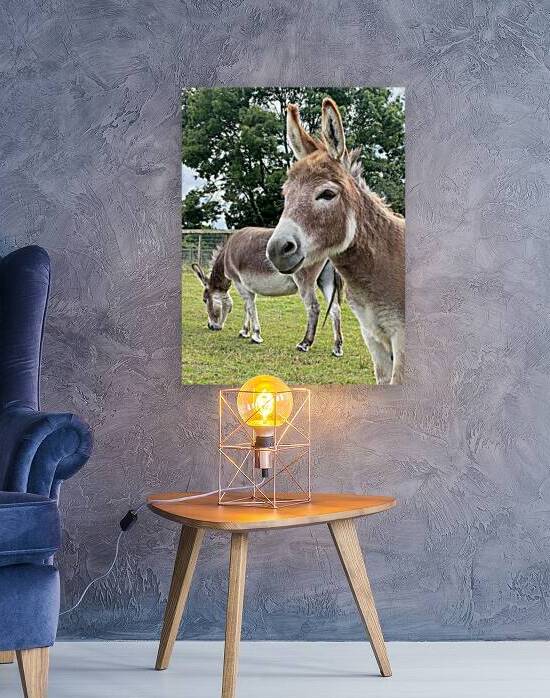 Donkey Heaven by Gill Billington