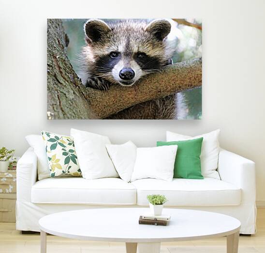 Young Raccoon Up A Tree by Deb Oppermann