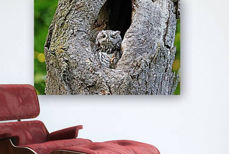 Eastern Screech Owl Caught Mid Scratch by Deb Oppermann