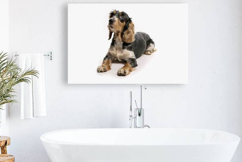 English cocker spaniel dog looking up lying and w by IonelGherman