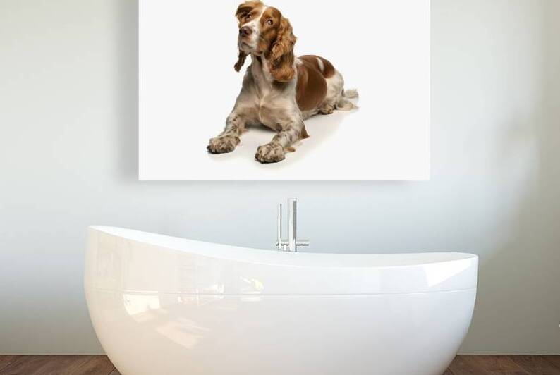 English cocker spaniel dog looking up lying and w 1722143530.1536 by IonelGherman