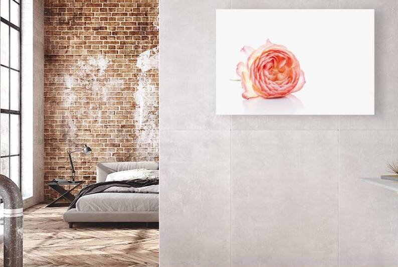 Coral rose on white background 3 by IonelGherman