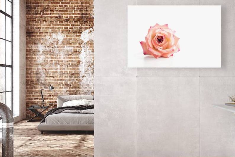 Coral rose on white background 2 by IonelGherman