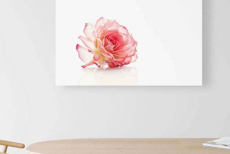 Coral rose on white background 1 by IonelGherman