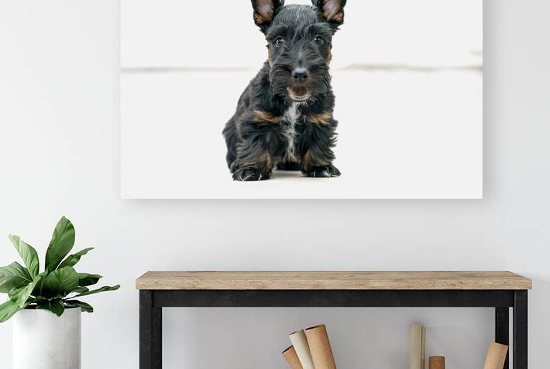 black scottish terrier puppy on a white backgroun 1722227734.0699 by IonelGherman