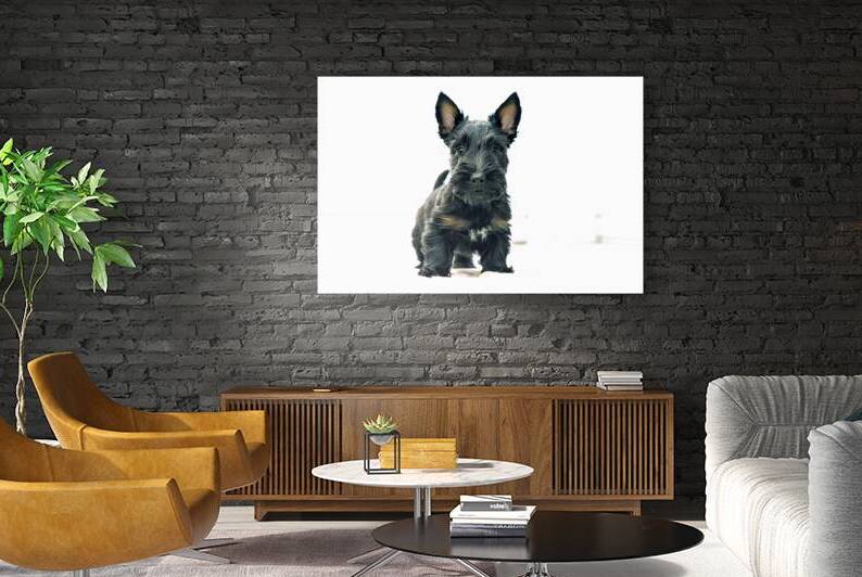 black scottish terrier puppy on a white backgroun 1722227725.4986 by IonelGherman