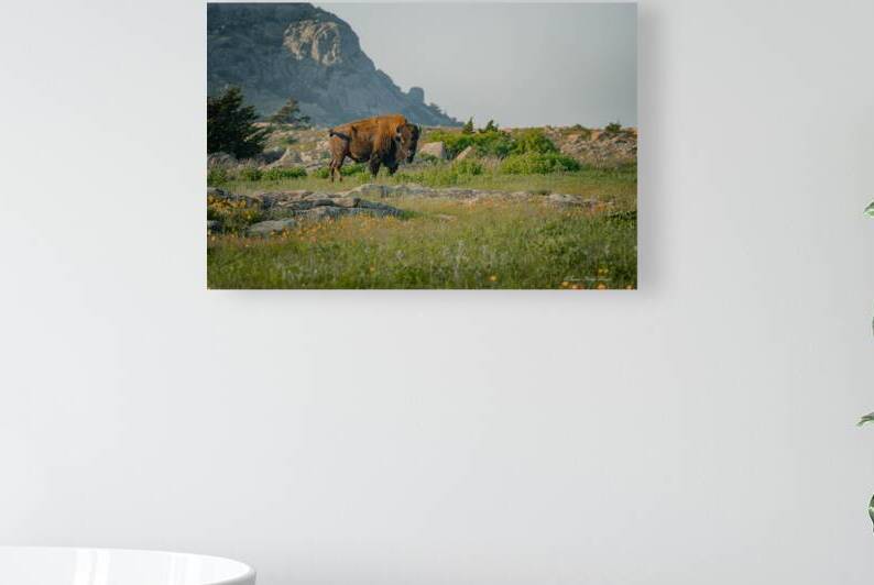 Bison And Wildflowers by Susan Diann Photography