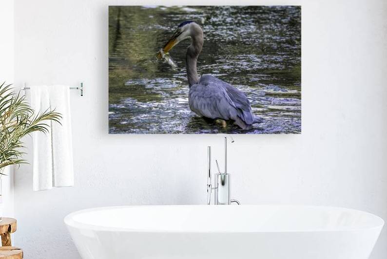 10330 Great Blue Heron Ardea herodias by John Gilsenan 