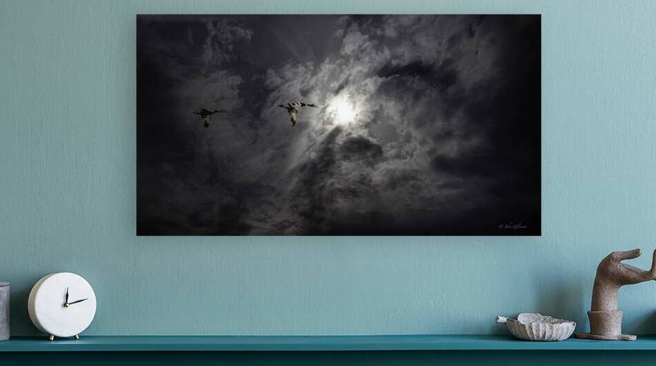 11433 Mallards in Flight by John Gilsenan 