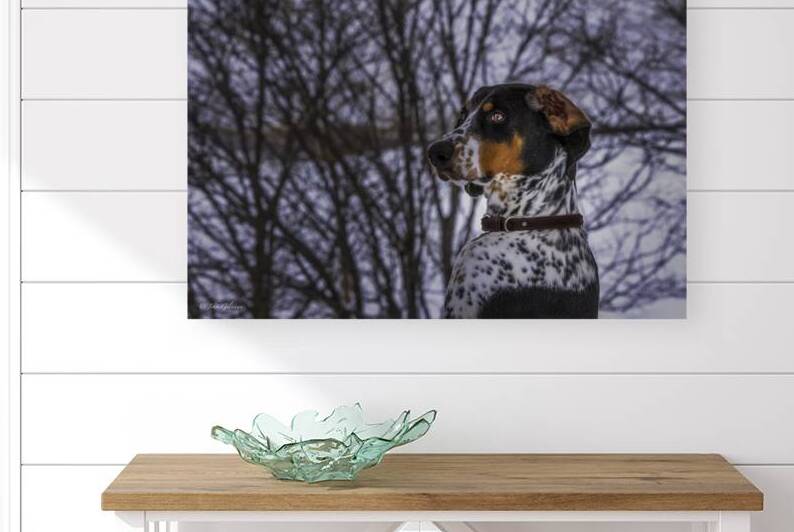 11314 German Shorthaired pointer by John Gilsenan 