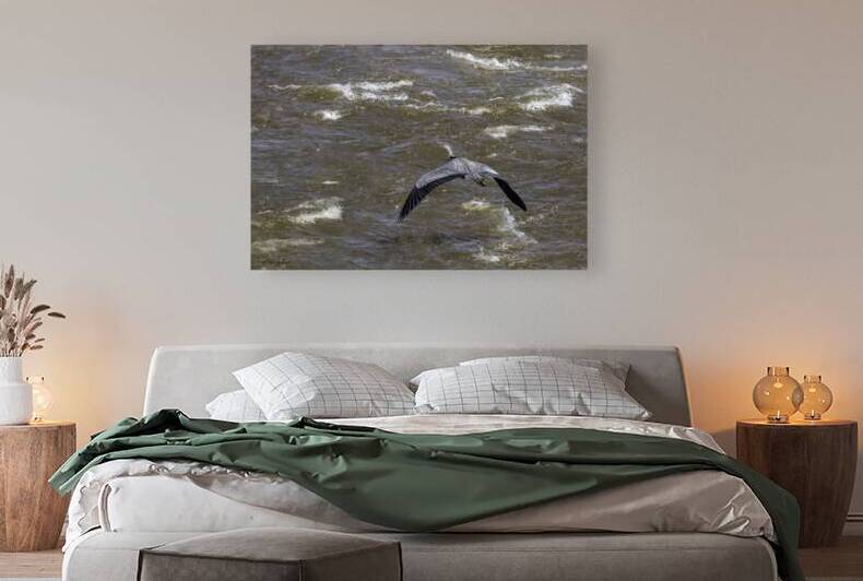 11307 Great Blue Heron  Ardea herodias by John Gilsenan 