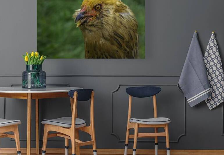 11315 A Real Cobra Chicken by John Gilsenan 