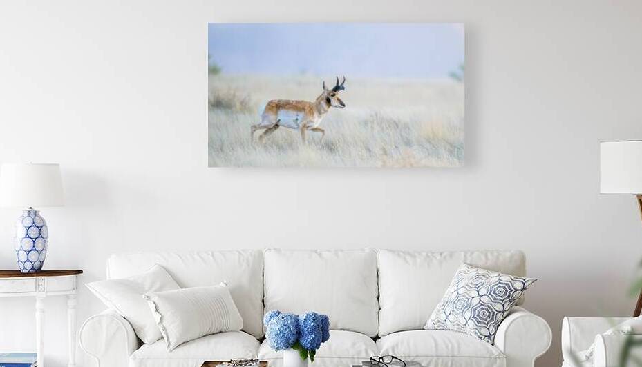 Pronghorn by Trey Neal  Natures Wildscapes