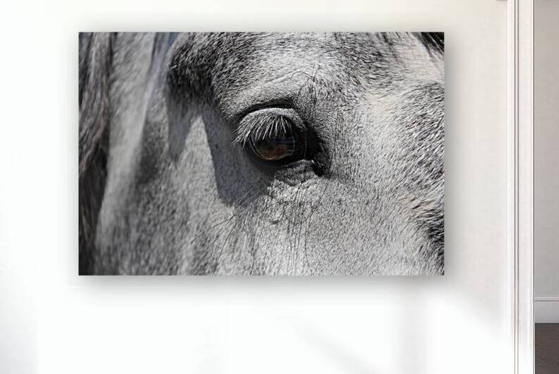 Wild Horse | Gray by Wildhood