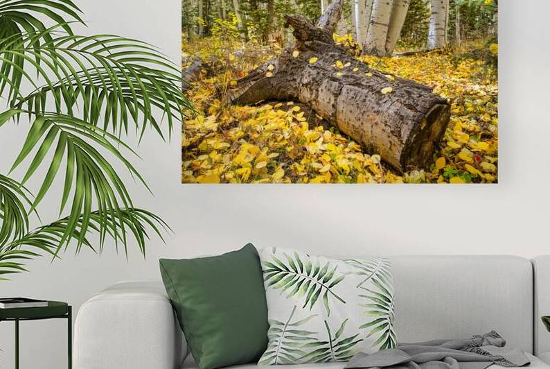 Fall in the aspens by Andy Crawford