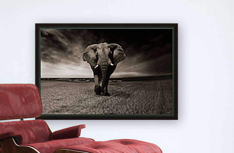 elephant animal africa safari by Shamudy