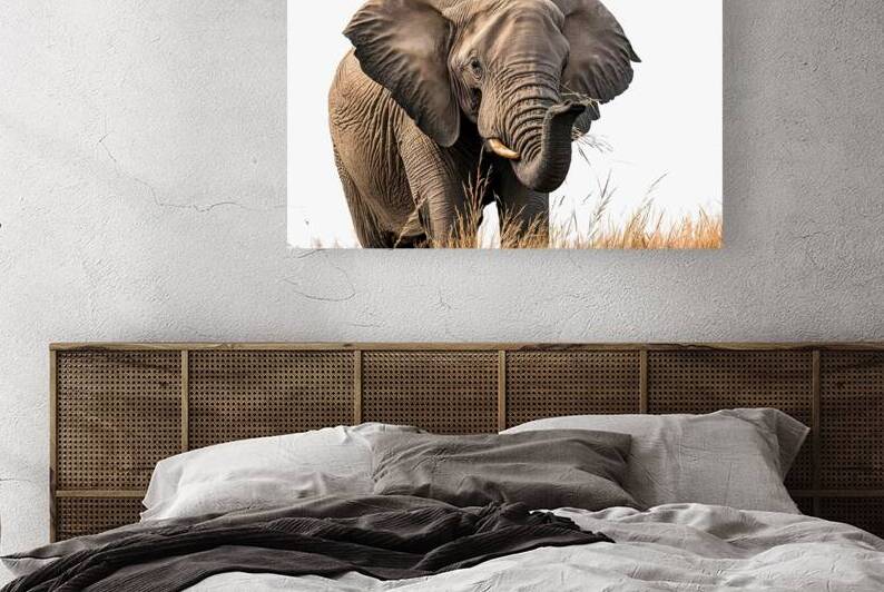 African Elephant eat dry grass isolated on white by Gheorghe Stanescu