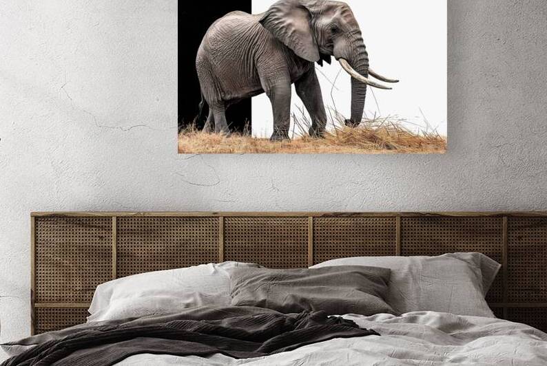 African Elephant eat dry grass isolated on white  1722490012.9024 by Gheorghe Stanescu