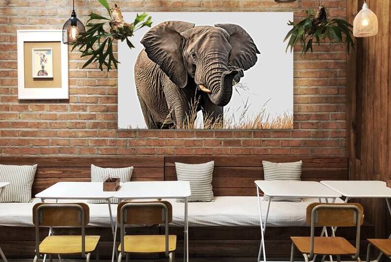 African Elephant eat dry grass isolated on white by Gheorghe Stanescu