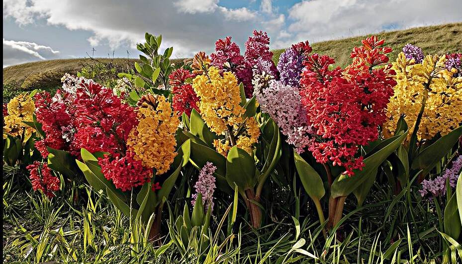 Bright and colorful flowers lilac.on the backgrou by Iremia Tudor