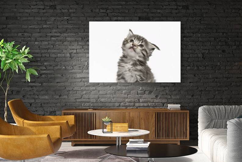 Playful funny kitten looking up isolated on a whi 1722619679.6096 by Valentin Catargiu
