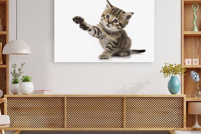 Playful funny kitten looking up isolated on a whi by Valentin Catargiu