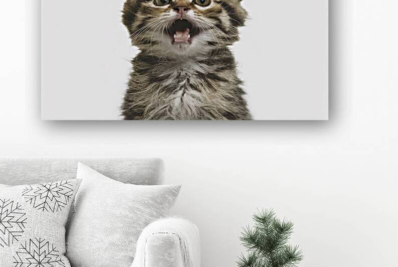 Playful funny kitten looking up isolated on a whi 1722619699.3613 by Valentin Catargiu