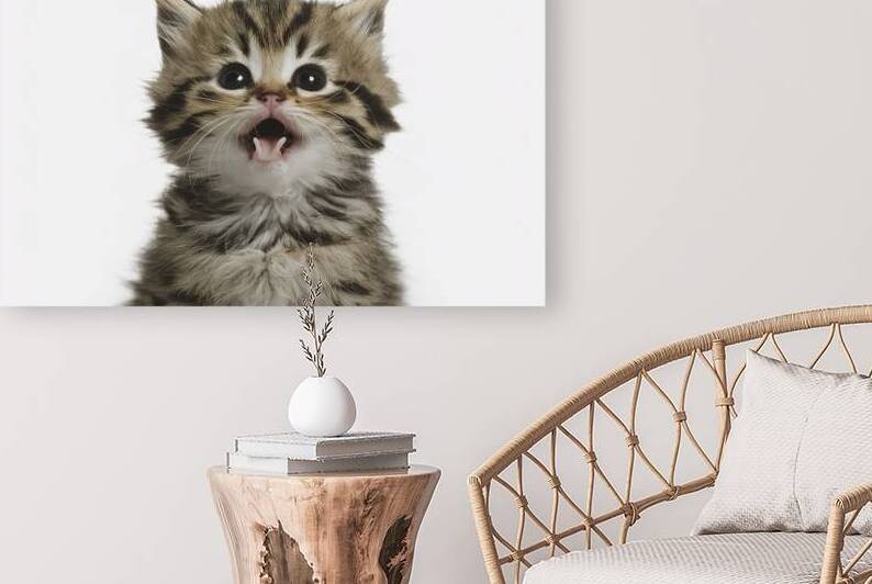 Playful funny kitten looking up isolated on a whi 1722619703.4385 by Valentin Catargiu