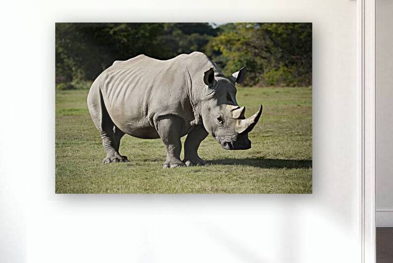 large rhino in the park 2 by Valentin Catargiu