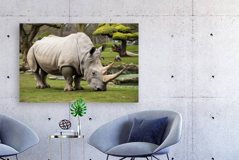 large rhino in the park 3 by Valentin Catargiu