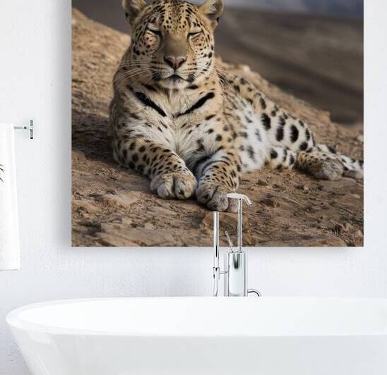 persian leopard sleeping 9 by Valentin Catargiu