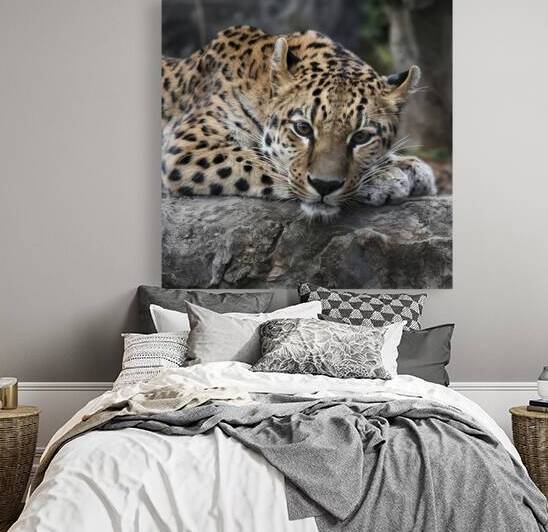 persian leopard sleeping 11 by Valentin Catargiu